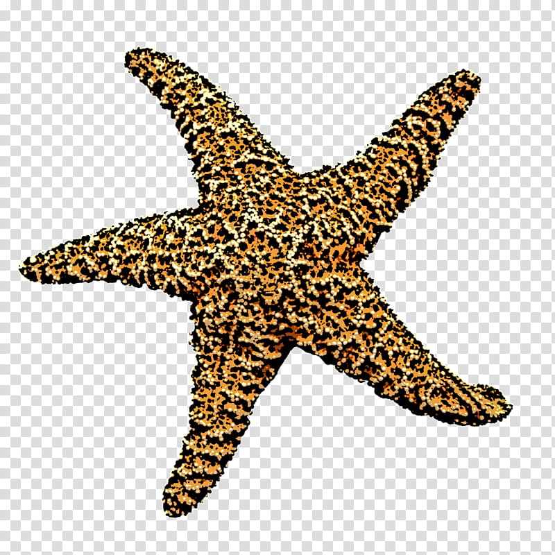 Starfish, , Drawing, Silhouette, Blog, Public Domain, Echinoderm, Marine Invertebrates transparent background PNG clipart