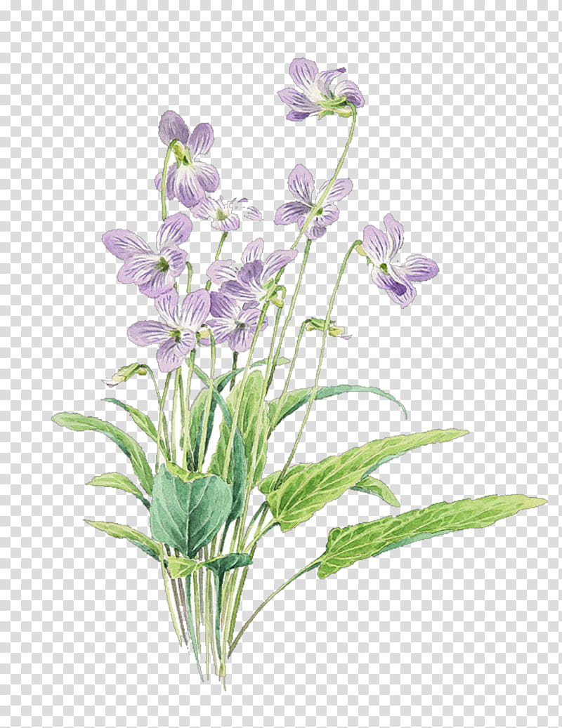 flower flowering plant plant violet cut flowers, Dendrobium, Petal, Orchid, Bellflower Family transparent background PNG clipart