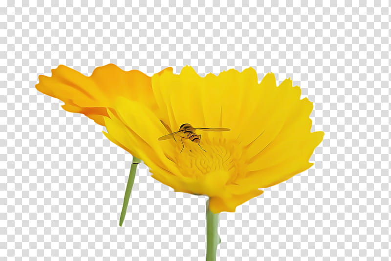 Tv, Marigold, Blossom, Bloom, Flower, Flora, Bee, Honey Bee transparent background PNG clipart