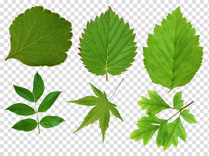 Plants leaves Mega, assorted kinds of leaves transparent background PNG clipart