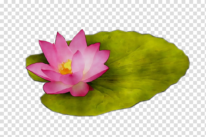 Pink Flower, Sacred Lotus, Pink M, Leaf, Lotusm, Rtv Pink, Petal, Aquatic Plant transparent background PNG clipart
