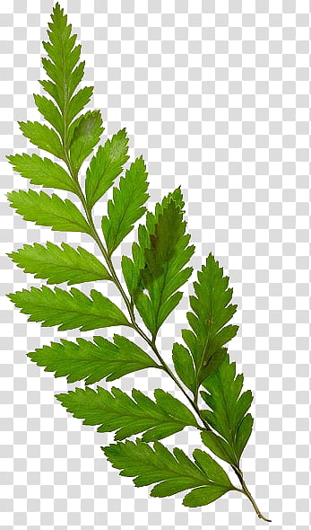 Spring  YEAR ON DA, green leaf illustration transparent background PNG clipart