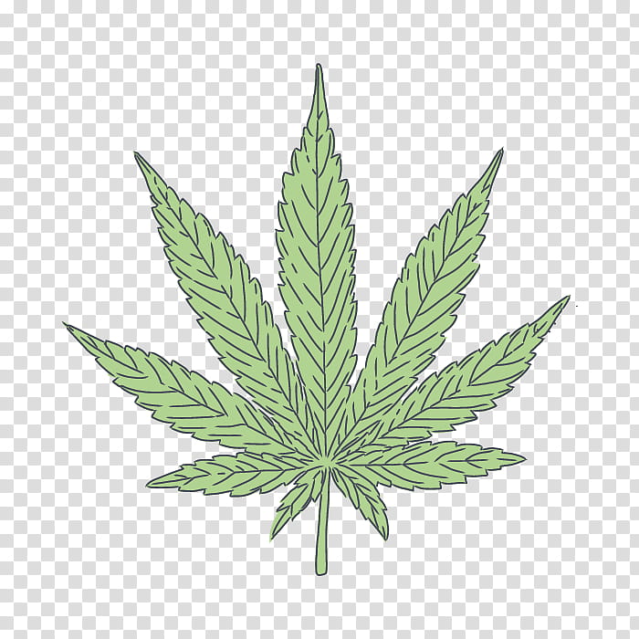 Cannabis Leaf, Hash Marihuana Hemp Museum In Amsterdam, Medical Cannabis, Marijuana, Cannabis Sativa, Cannabis Smoking, Plant, Hemp Family transparent background PNG clipart