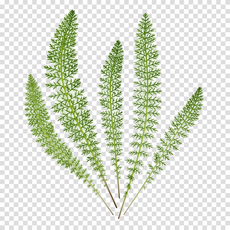 Grass Flower, Yarrow, Herb, Leaf, Tall Whitetop, Plants, Food, Pine transparent background PNG clipart