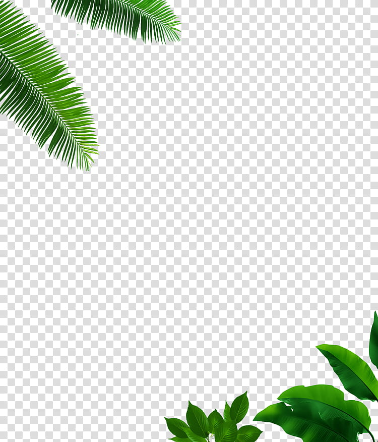 Cartoon Palm Tree, Palm Trees, Locket, Leaf, Shoe, Pendant, Plants, Green transparent background PNG clipart