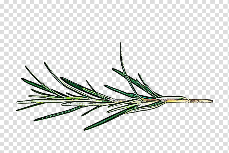 Rosemary, White Pine, Jack Pine, Plant, Grass, Red Pine, Shortstraw Pine, Leaf transparent background PNG clipart