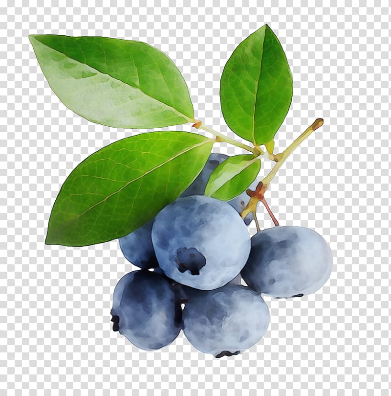 Blue Flower, Blueberry, Bilberry, Berries, Blueberry Pie, Smoothie, Food, Huckleberry transparent background PNG clipart