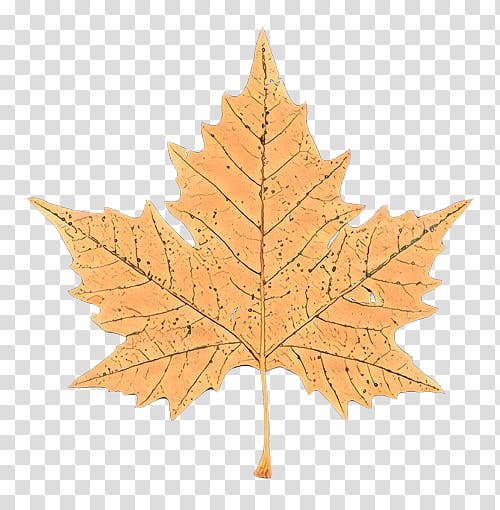 Maple leaf, Cartoon, Tree, Black Maple, Plant, Woody Plant, Plane, Planetree Family transparent background PNG clipart