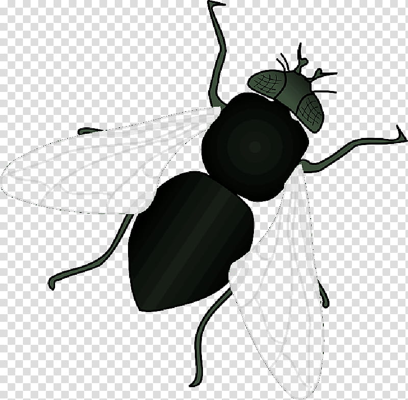 Bee, Fly, Flight, Housefly, Drawing, Blog, Insect, House Fly transparent background PNG clipart