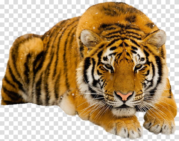 Lion, South China Tiger, Siberian Tiger, White Tiger, Endangered Species, Bengal Tiger, Cat, Animal transparent background PNG clipart