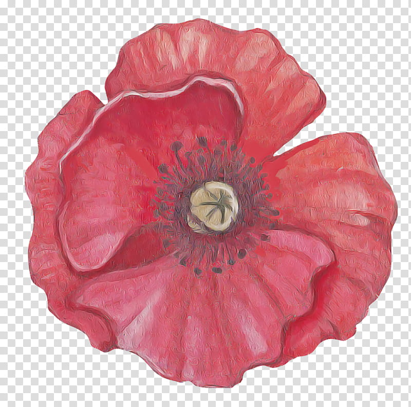 pink petal red flower oriental poppy, Poppy Family, Plant, Corn Poppy, Coquelicot, Morning Glory, Anemone, Perennial Plant transparent background PNG clipart