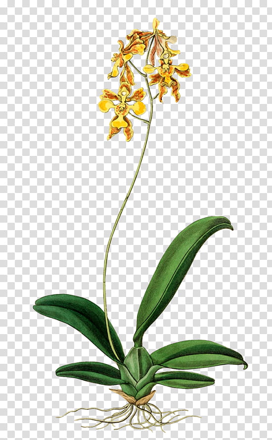 Drake, Botanical Register, Dancinglady Orchid, Orchids, Sarah Drake, Plant, Flower, Flora transparent background PNG clipart