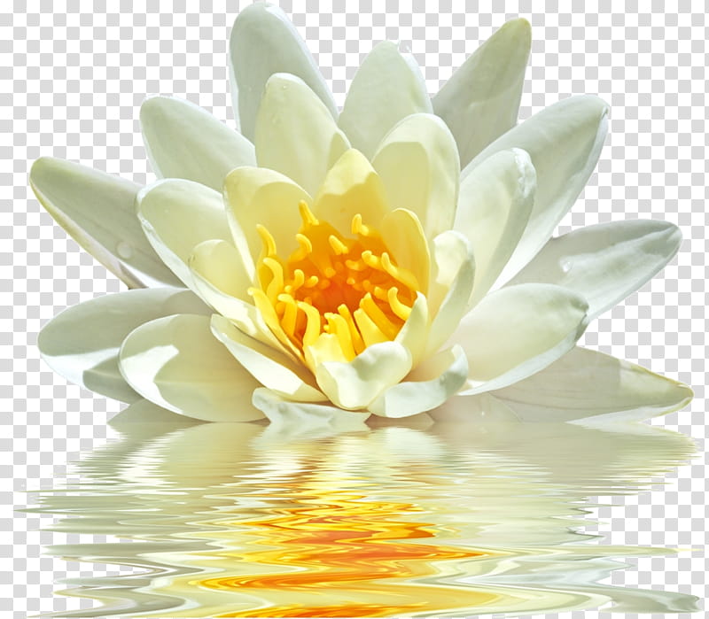 Lotus, Fragrant White Water Lily, Petal, Flower, Yellow, Aquatic Plant, Lotus Family, Sacred Lotus transparent background PNG clipart