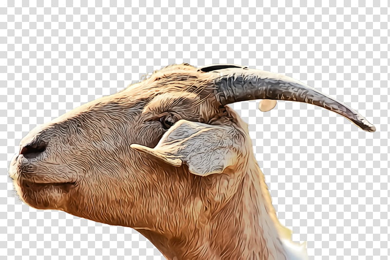 horn goats goat snout terrestrial animal, Watercolor, Paint, Wet Ink, Live, Working Animal, Bighorn, Cowgoat Family transparent background PNG clipart