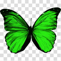 alas de mariposas, green and black butterfly transparent background PNG clipart