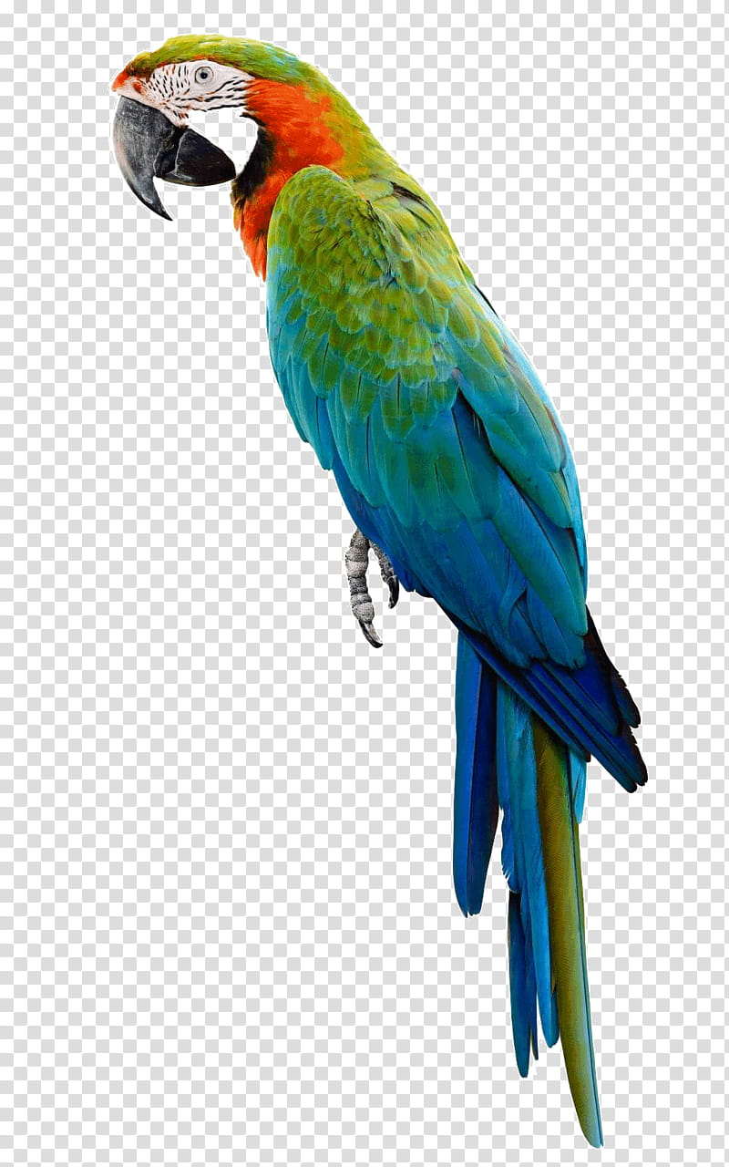 Parrot, blue and green bird transparent background PNG clipart