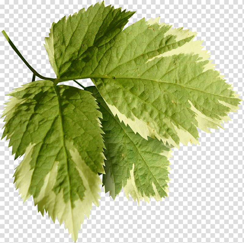 Family Tree Drawing, Leaf, Plants, Branch, Blog, Autumn Leaf Color, Flower, Siberian Elm transparent background PNG clipart