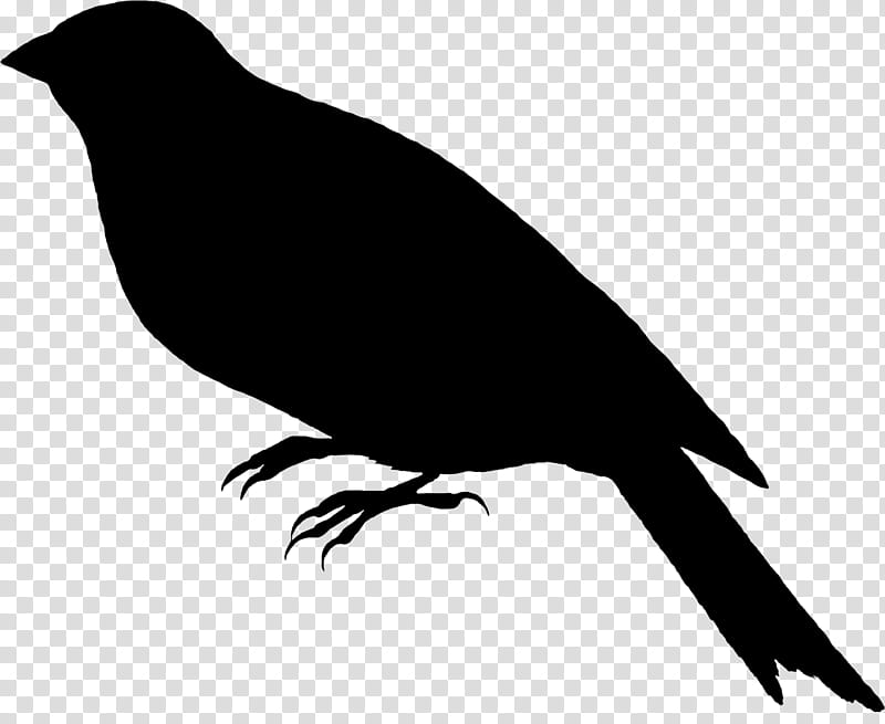 Bird Silhouette, American Crow, Finches, American Sparrows, Beak, Common Raven, Feather, Blackbird transparent background PNG clipart