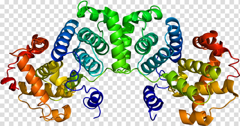 Cyclin Text, Cyclin B, Cyclin B1, Cyclindependent Kinase, Cyclin D1, Cyclindependent Kinase 1, Protein, Cell transparent background PNG clipart