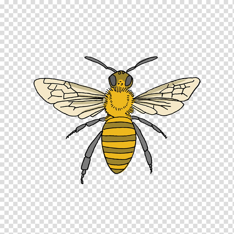 Honey, Tattly, Honey Bee, Bumblebee, Beekeeping, Tattoo, Apidae, Insect transparent background PNG clipart