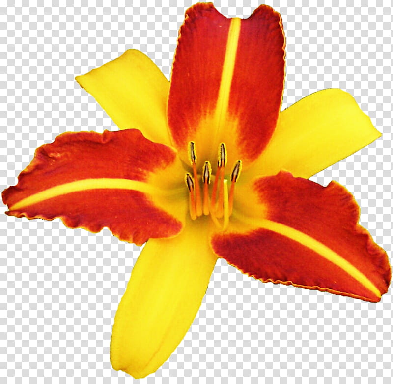 Saturday Lily transparent background PNG clipart