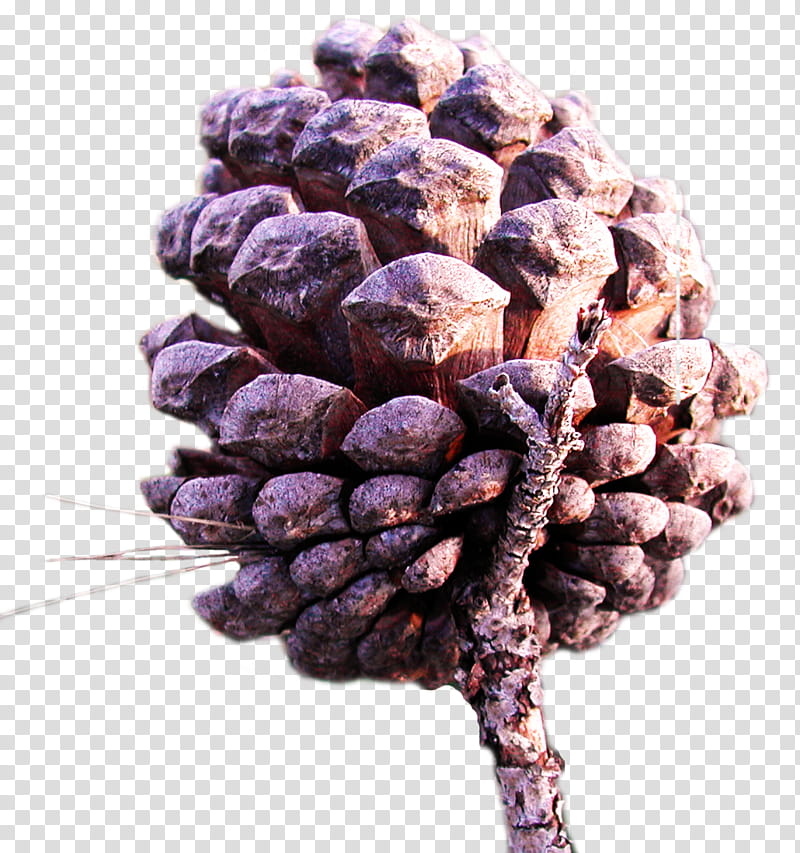 Pine cone, pine cone transparent background PNG clipart