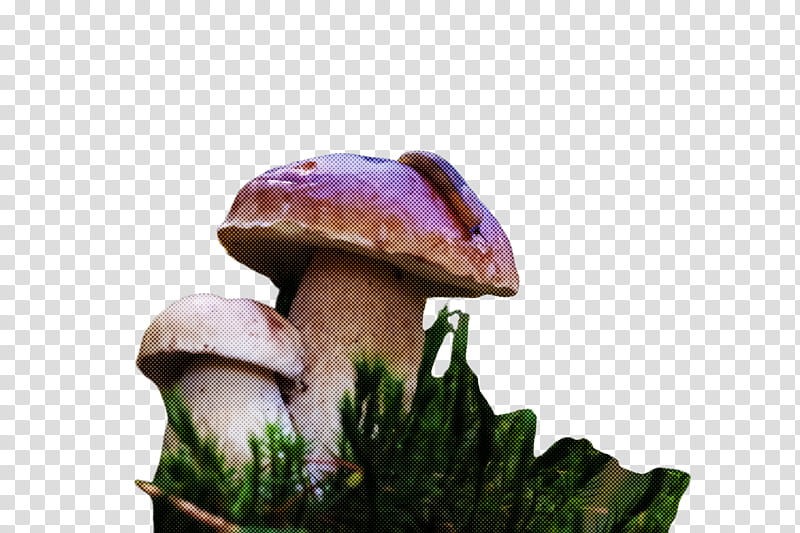 mushroom edible mushroom natural landscape agaricomycetes fungus, Agaricus, Penny Bun, Bolete, Agaricaceae, Russula Integra transparent background PNG clipart
