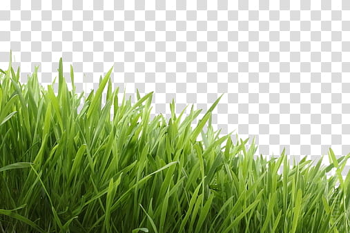 Clear grass