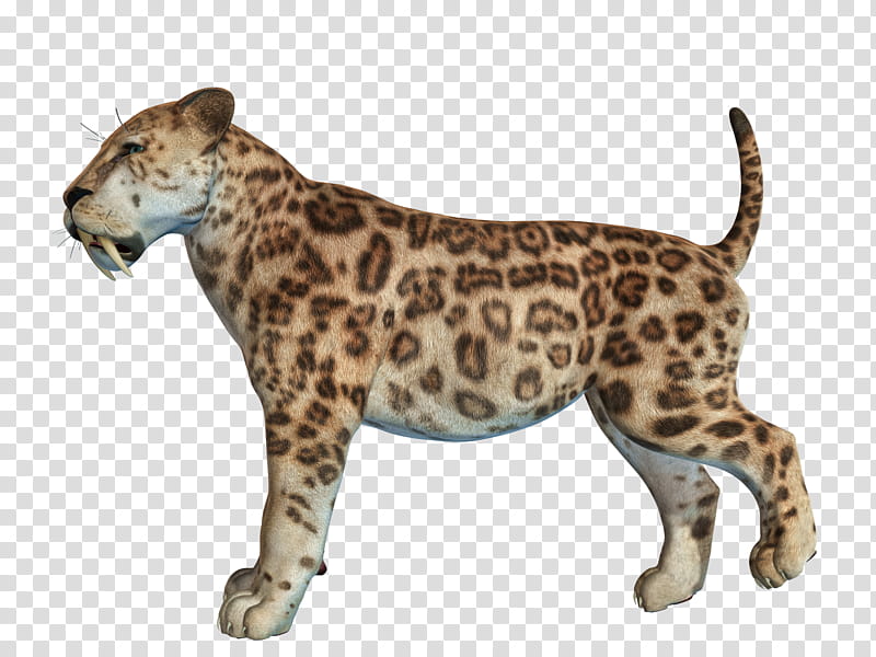 Sabertooth , leopard art transparent background PNG clipart