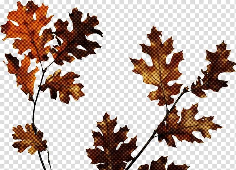 Plane, Leaf, Tree, Plant, Black Oak, Black Maple, Twig, Woody Plant transparent background PNG clipart