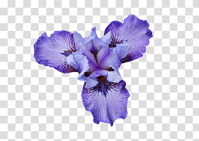 AESTHETIC GRUNGE, purple iris flower art transparent background PNG clipart