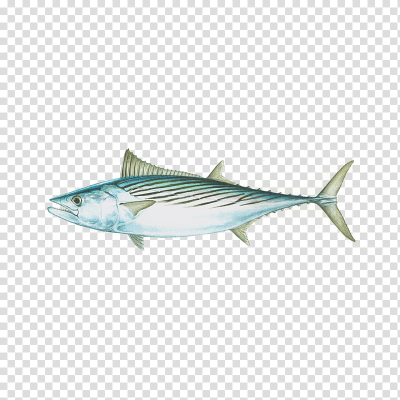 Fish, Little Tunny, Mackerel Tuna, Scombridae, Skipjack Tuna, Albacore, Atlantic Bluefin Tuna, Atlantic Bonito transparent background PNG clipart