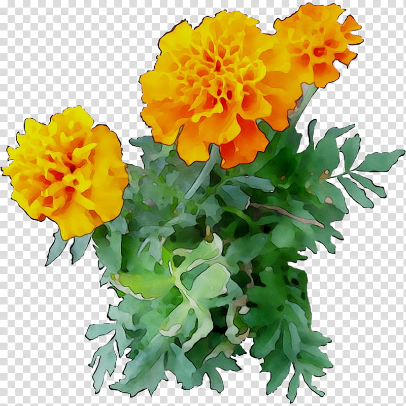 Flowers, Chrysanthemum, English Marigold, Yellow, Cut Flowers, Annual Plant, Plants, Tagetes transparent background PNG clipart