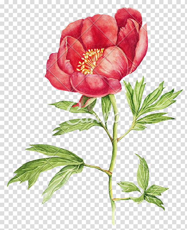 Drawing Of Family, Peony, Watercolor Painting, Flower, Red, Flower Bouquet, Plant, Common Peony transparent background PNG clipart