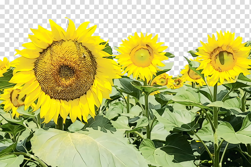 Flower Field, Sunflower, Flora, Bloom, Common Sunflower, Sunflower Seed, Plants, Closeup transparent background PNG clipart
