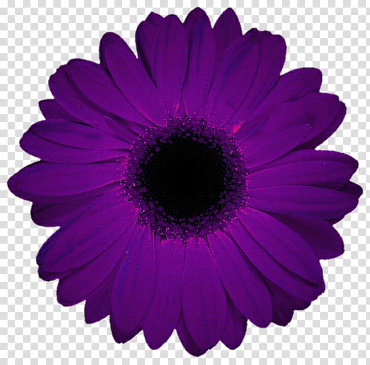 Neon Purple Gerbera Daisy transparent background PNG clipart