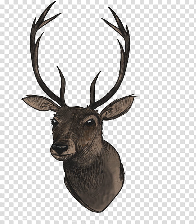 Reindeer, Elk, Antler, Horn, Wildlife, Moose, Drawing transparent background PNG clipart