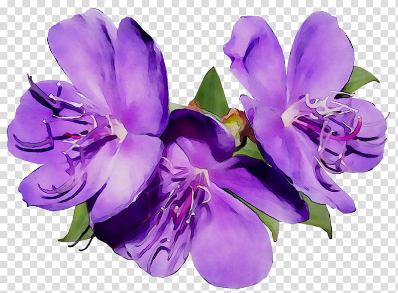 Flowers, Cut Flowers, Lily Of The Incas, Cattleya Orchids, Herbaceous Plant, Plants, Violet, Purple transparent background PNG clipart