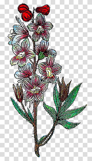 Botanical s, red and pink flower illustration transparent background PNG clipart thumbnail