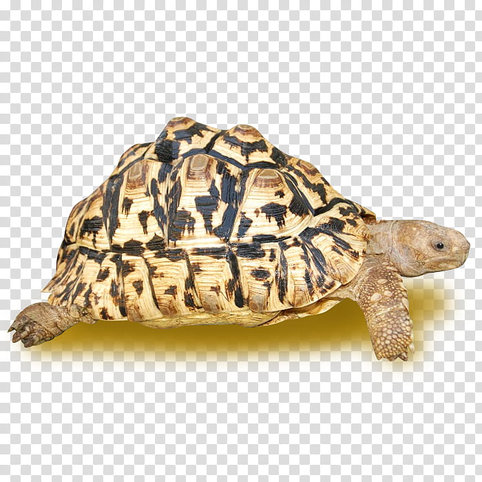 Sea Turtle, Box Turtles, Leopard Tortoise, Common Tortoise, African Spurred Tortoise, Spekes Hingeback Tortoise, Bells Hingeback Tortoise, Snapping Turtles transparent background PNG clipart