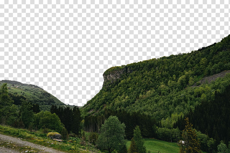green trees on mountain during daytime transparent background PNG clipart