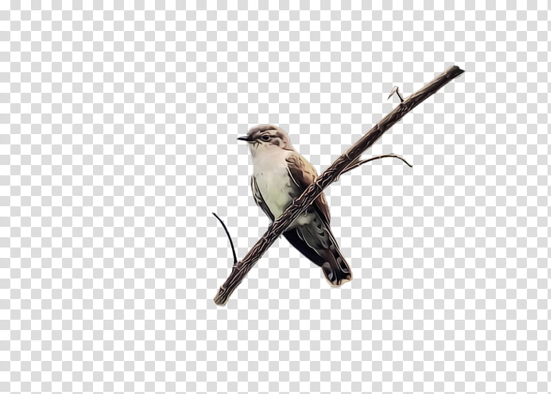bird beak twig branch finch, Watercolor, Paint, Wet Ink, Songbird, Perching Bird, Emberizidae, Sparrow transparent background PNG clipart