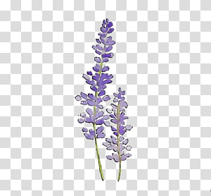 Free download | Purple lavender flowers, English lavender Lavandula ...
