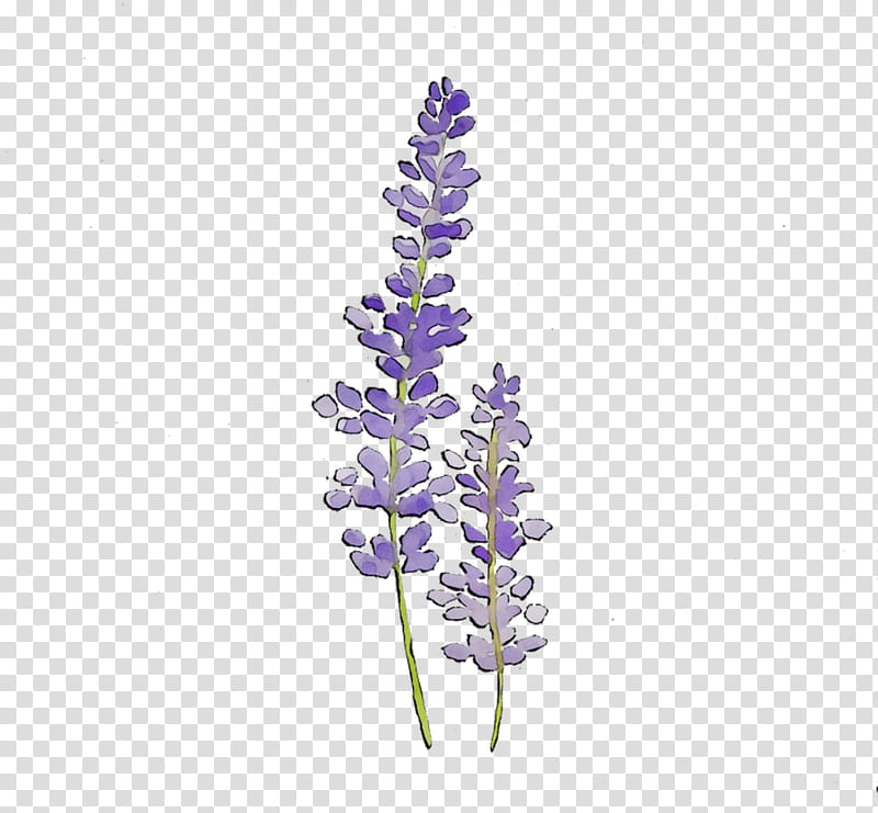 Flowers, English Lavender, Plant Stem, Cut Flowers, Plants, Purple, Pontederia, Violet transparent background PNG clipart