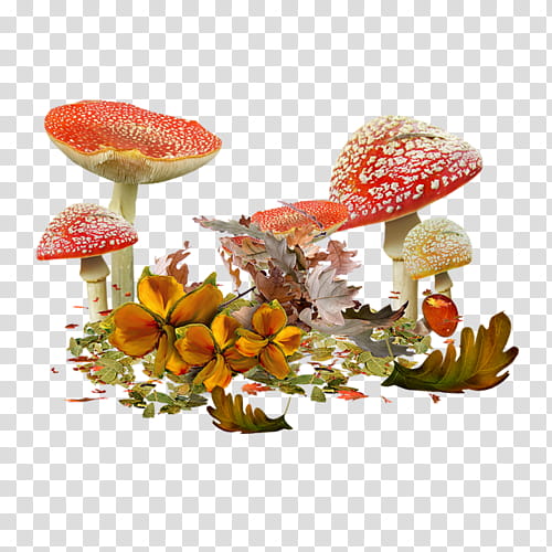 Autumn Drawing, Mushroom, Common Mushroom, Shiitake, Edible Mushroom, Fungus, Stuffed Mushrooms, Fly Agaric transparent background PNG clipart