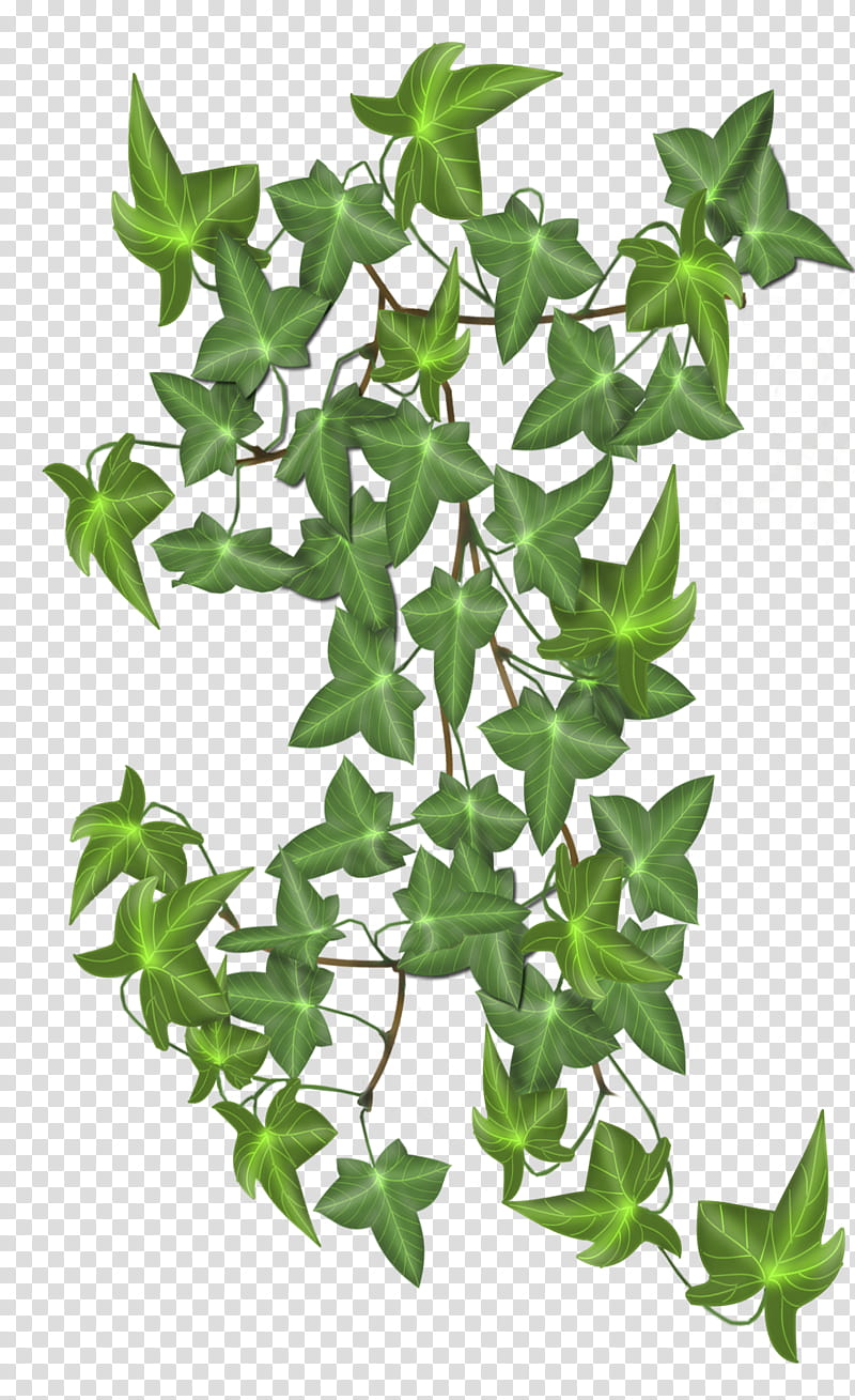 ivy, green-leafed plant transparent background PNG clipart