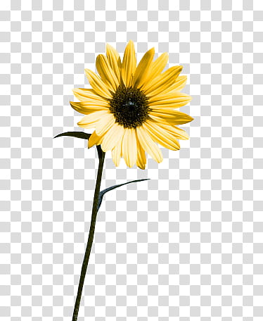 Daisy yellow flower transparent background PNG clipart