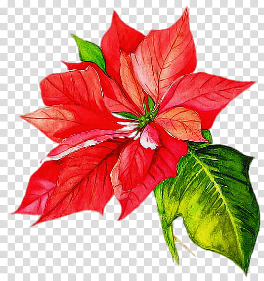 flower plant red petal leaf, Anthurium, Hibiscus, Poinsettia transparent background PNG clipart