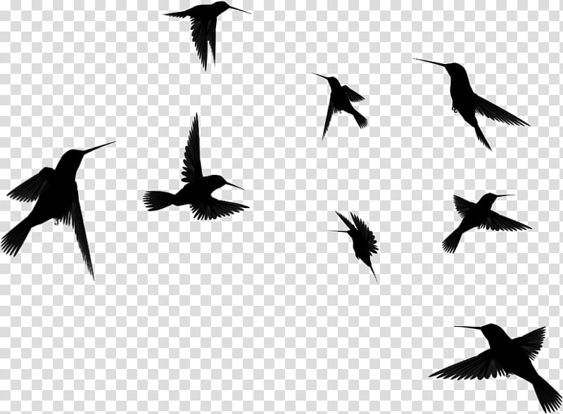 bird flock bird migration animal migration silhouette, Wing, Beak, Blackandwhite, Perching Bird, Flight transparent background PNG clipart