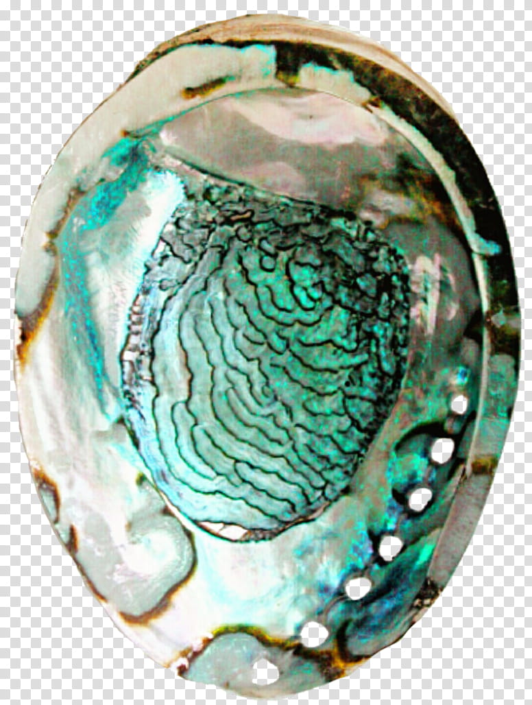 Abalone Aqua, Haliotis, Jewellery, Index Term, Basket, Turquoise, Teal, Glass transparent background PNG clipart